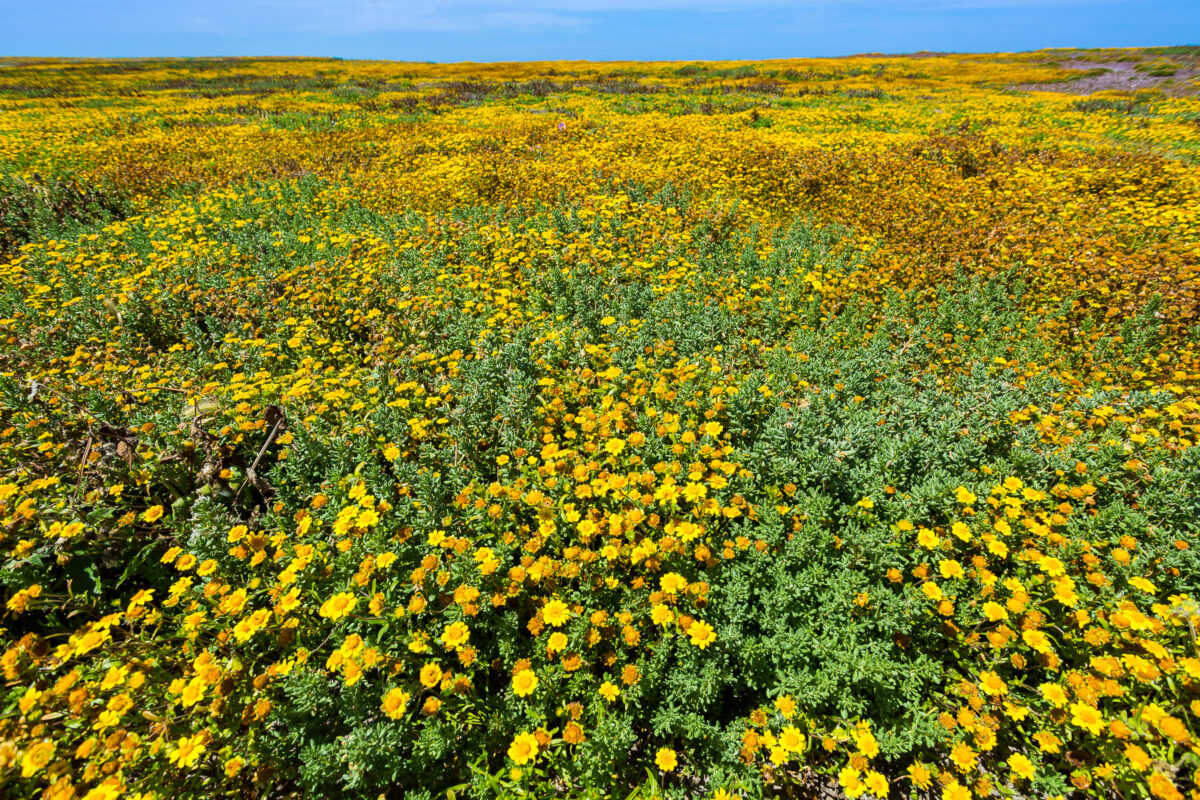 coreopsis: About