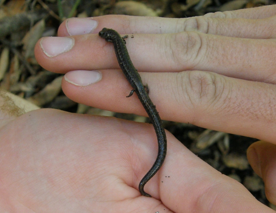 Black-bellied Slender Salamander