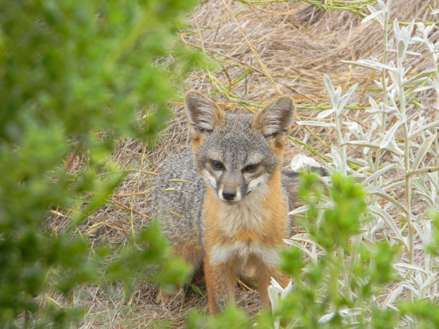 Santa Cruz Island Fox