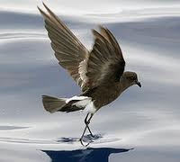Ashy Storm-Petrel