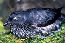 Cassin's Auklet