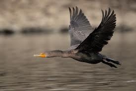Double Crested Cormoran