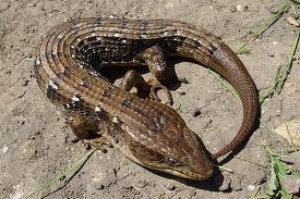 Southern Alligator Lizard